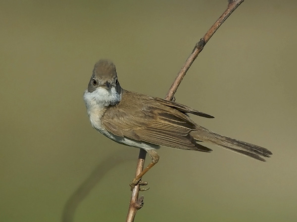 Pensaskerttu, Common Whitethroat, Sylvia communis